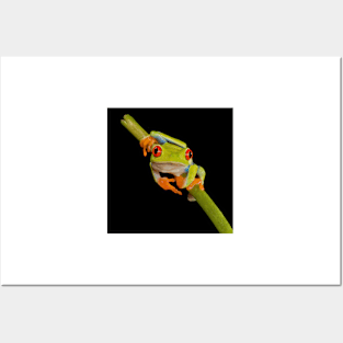 Red Eye Tree Frog No. 1 Posters and Art